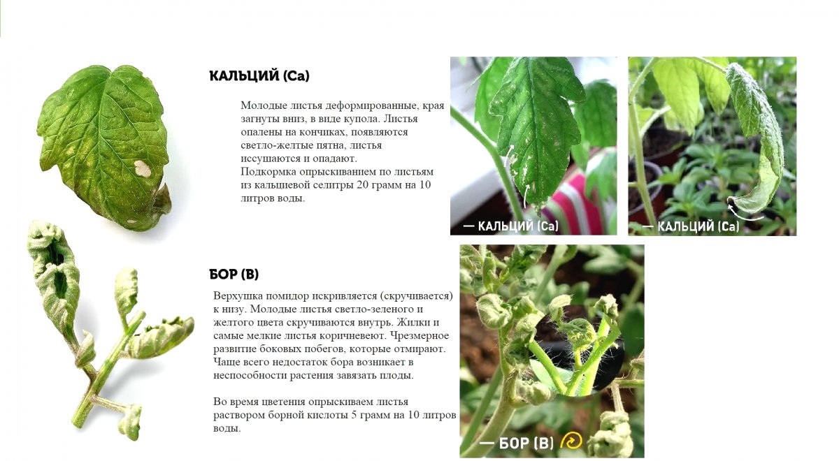 Пятна на листьях томатов в теплице описание с фотографиями и способы лечения