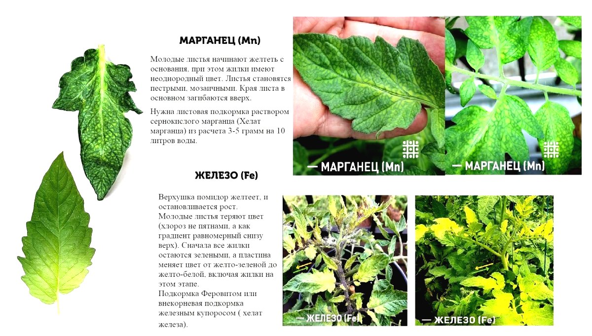 Почему скручиваются  или желтеют листья у рассады - фото 2