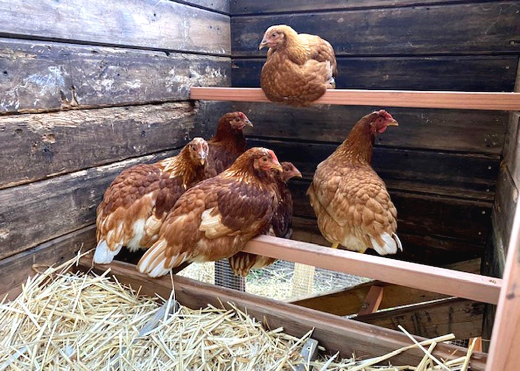 Небольшой летний курятник или домик для 5 – 10 кур - фото 9