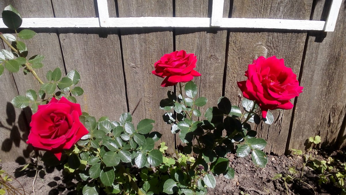 Украшение стенки погреба - фото 2