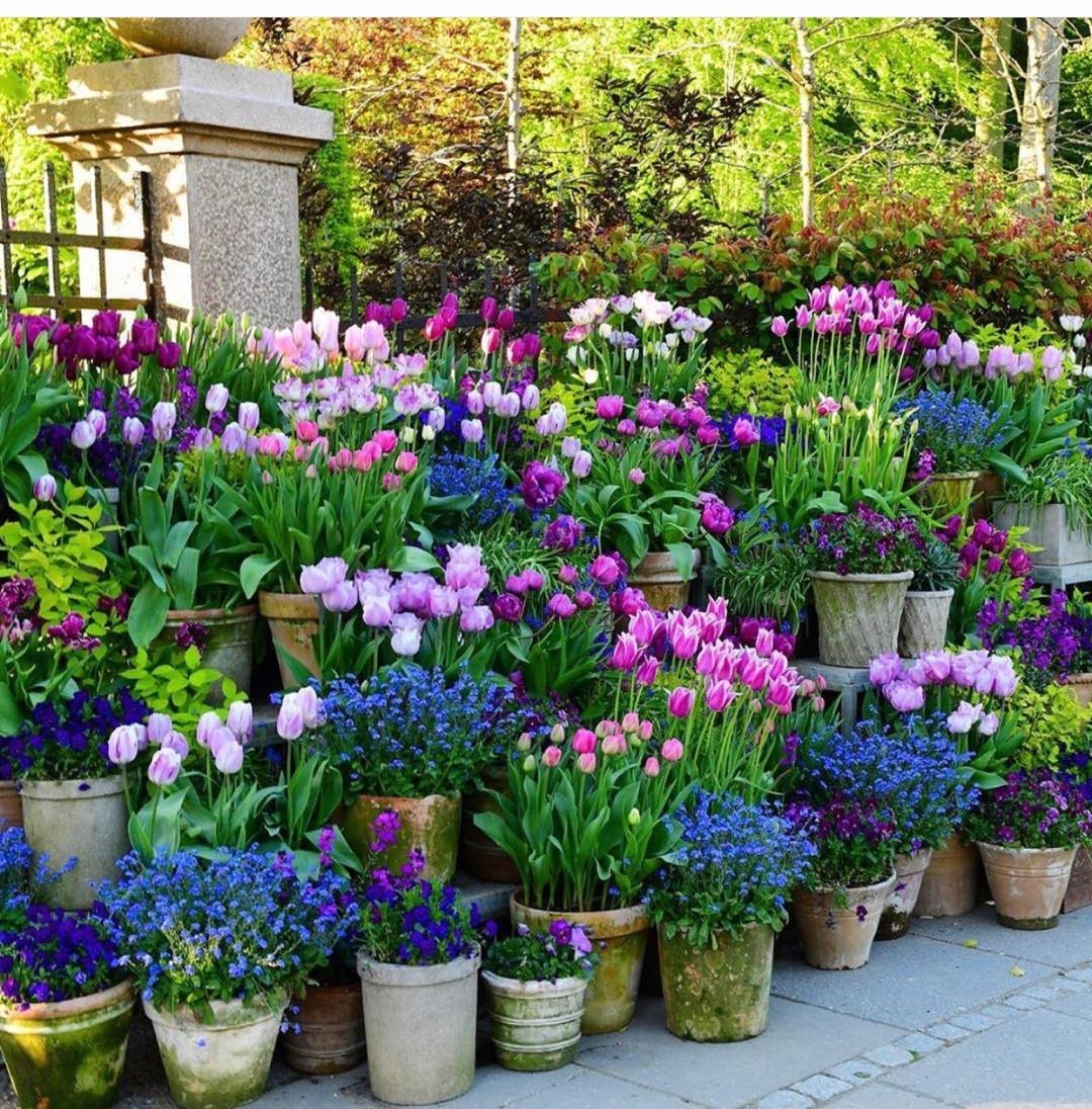 Тюльпаны - фото 2