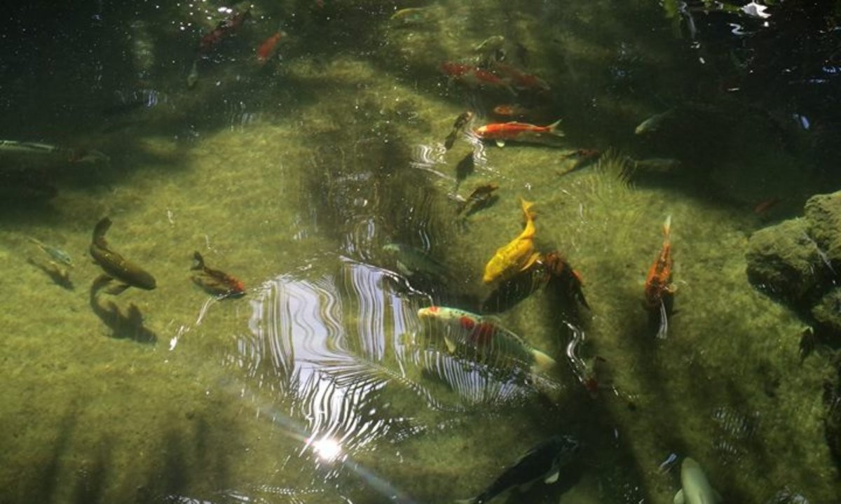 Необычный пруд с водопадами - фото 3