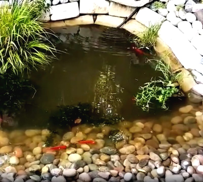 Пруд на даче - фото 9