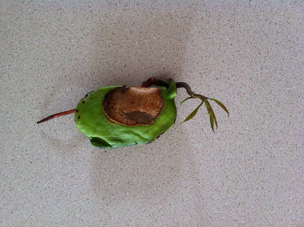 Как вырастить манговое дерево - фото 14