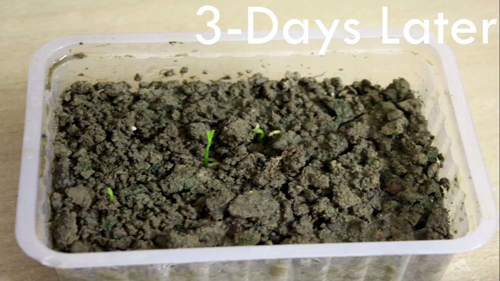 Как вырастить апельсиновое дерево из семян - фото 20