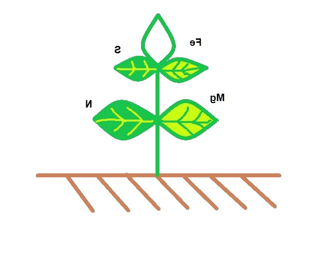 Почему желтеют листья на рассаде - фото 2