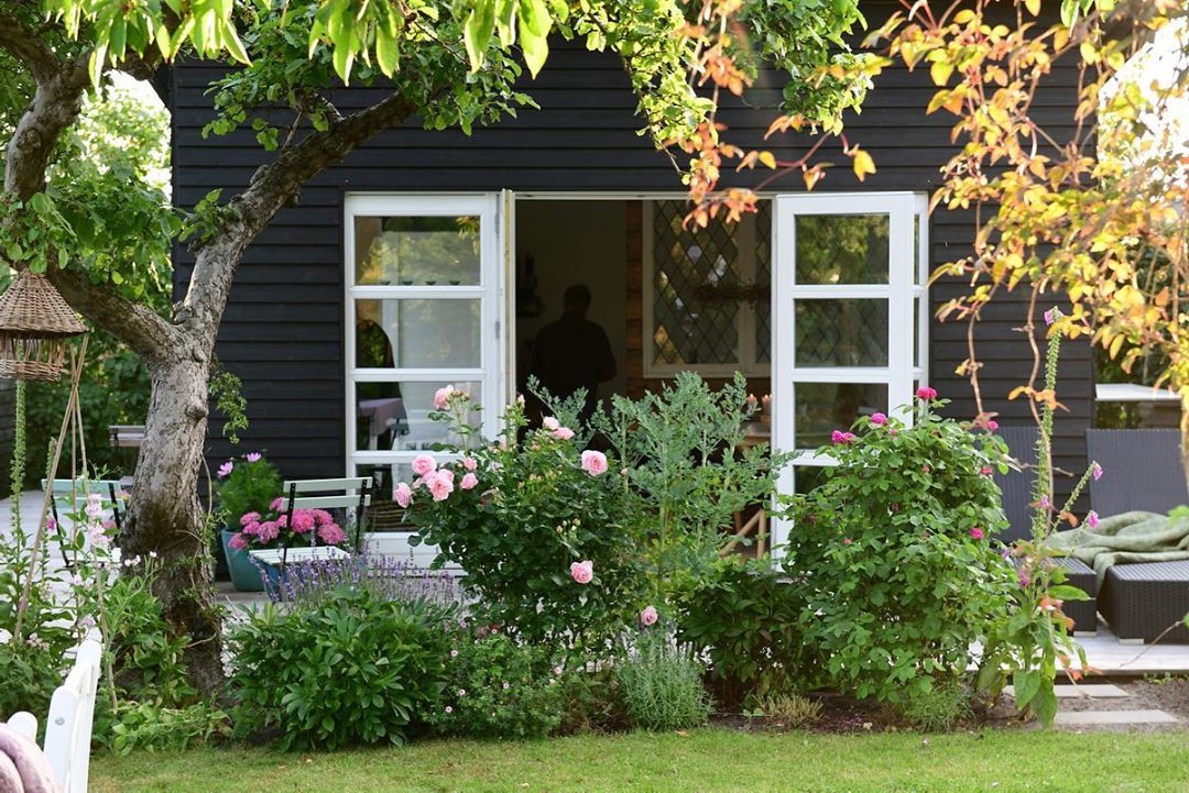 Розы в овощном саду - фото 6