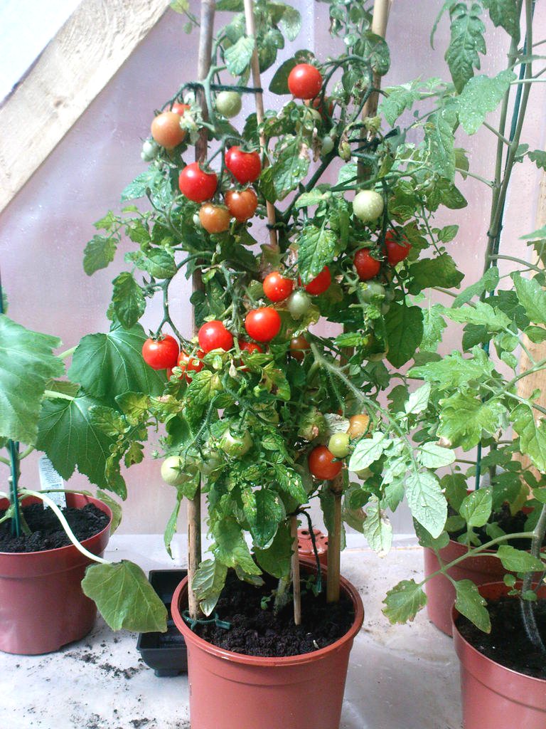 Небольшая теплица - фото 4