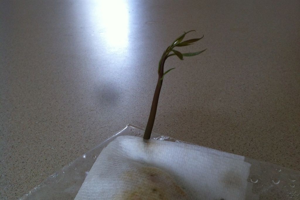 Как вырастить манговое дерево - фото 11