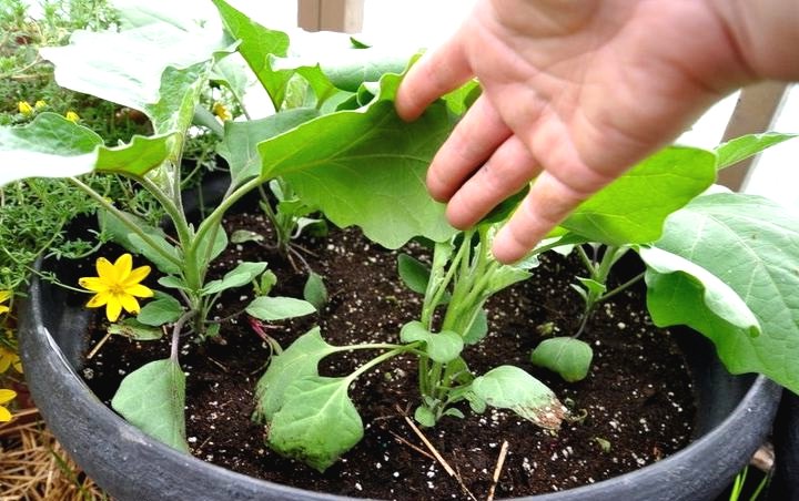 Геодезическая теплица из пупырчатого пакета - фото 4