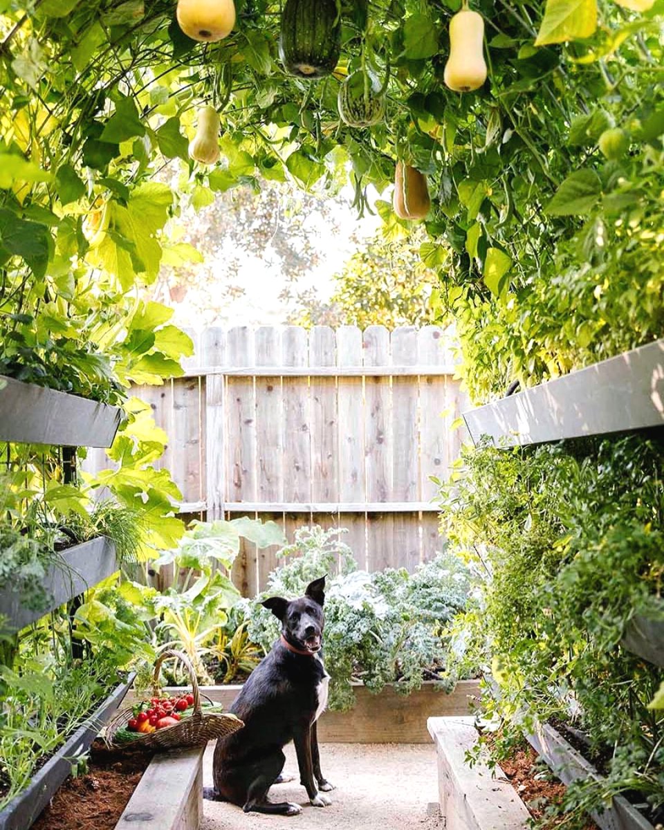 Огород на маленьком участке - фото 8