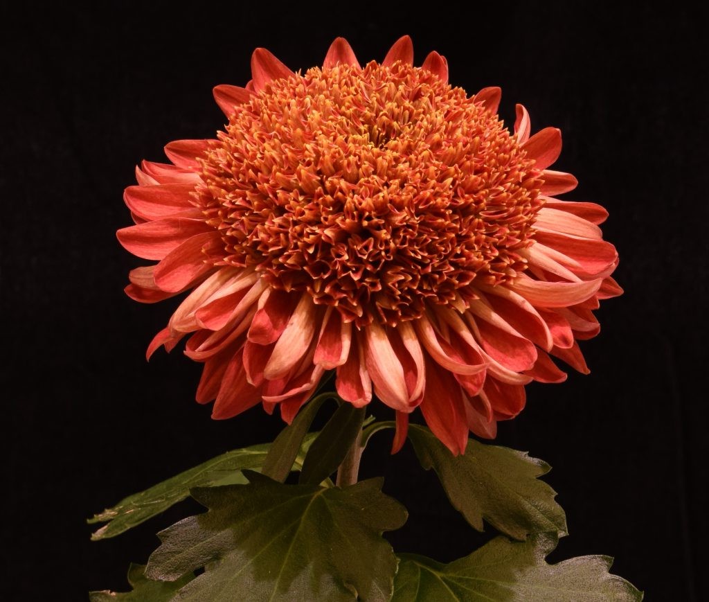 8 потрясающих видов хризантем - фото 3