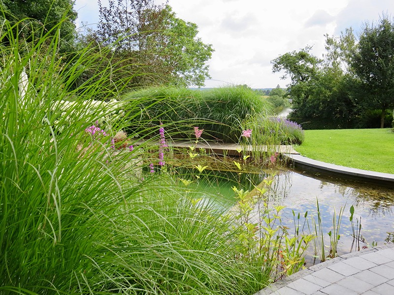 Естественный пруд - фото 5