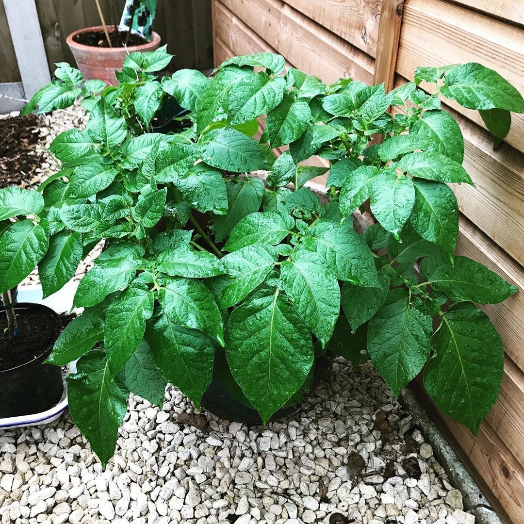 Очень маленький садовый двор - фото 3