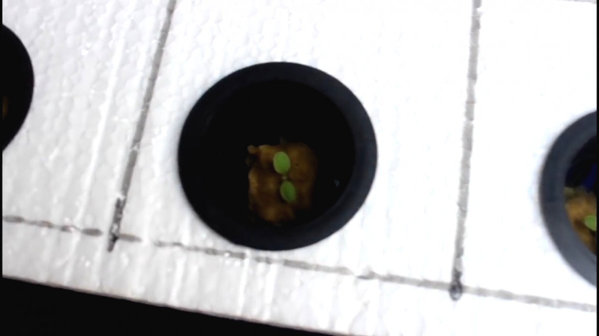 Гидропоника из пластиковых бутылок - фото 12