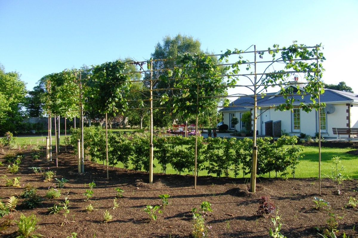 Сельский сад - фото 5