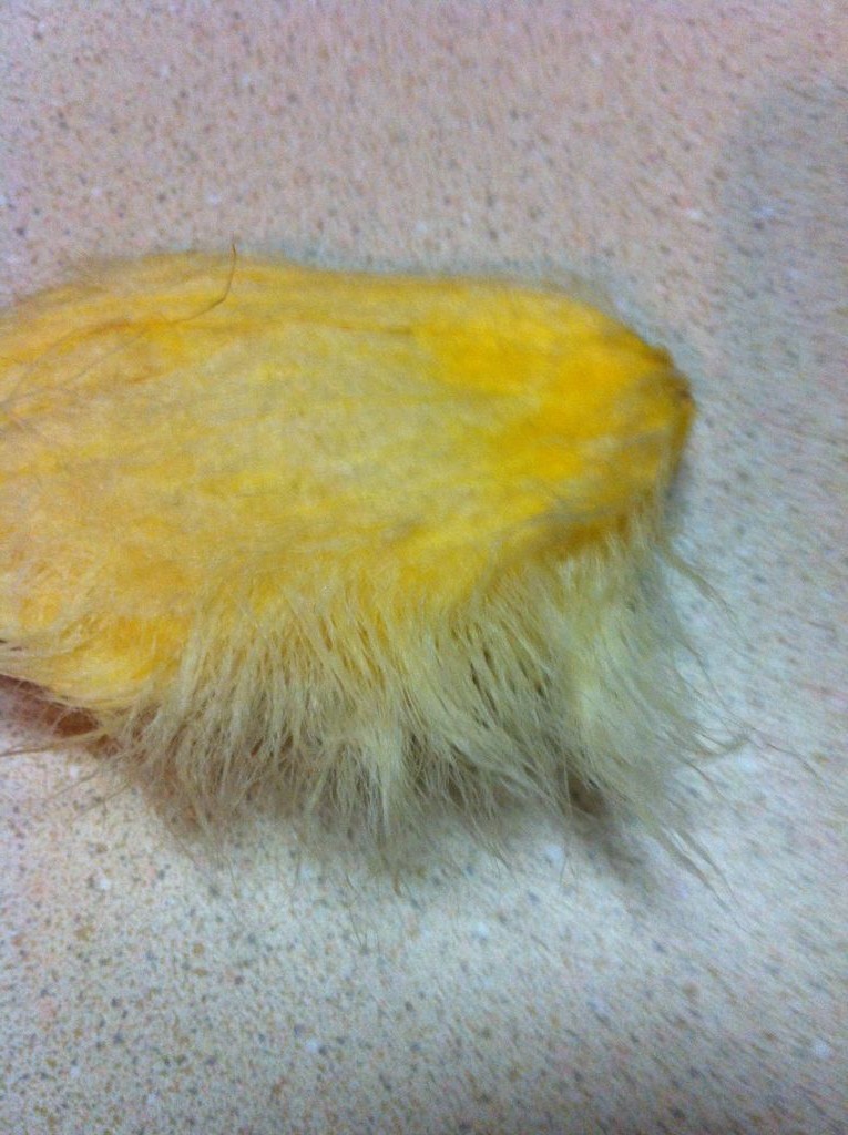 Как вырастить манговое дерево - фото 4