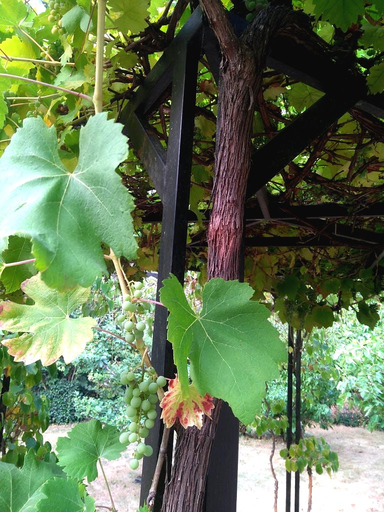 Пергола из железных профилей - фото 32