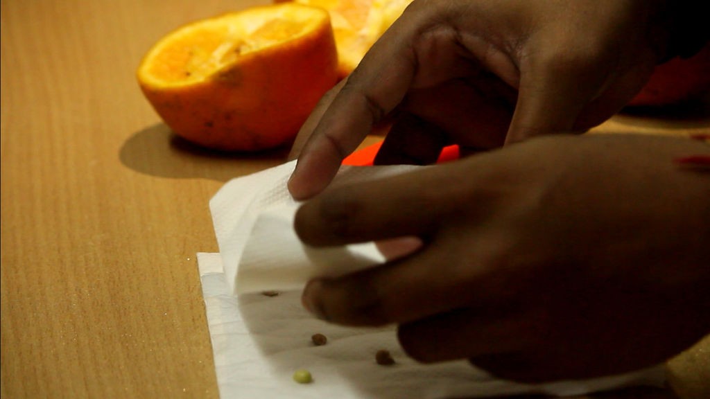 Как вырастить апельсиновое дерево из семян - фото 6