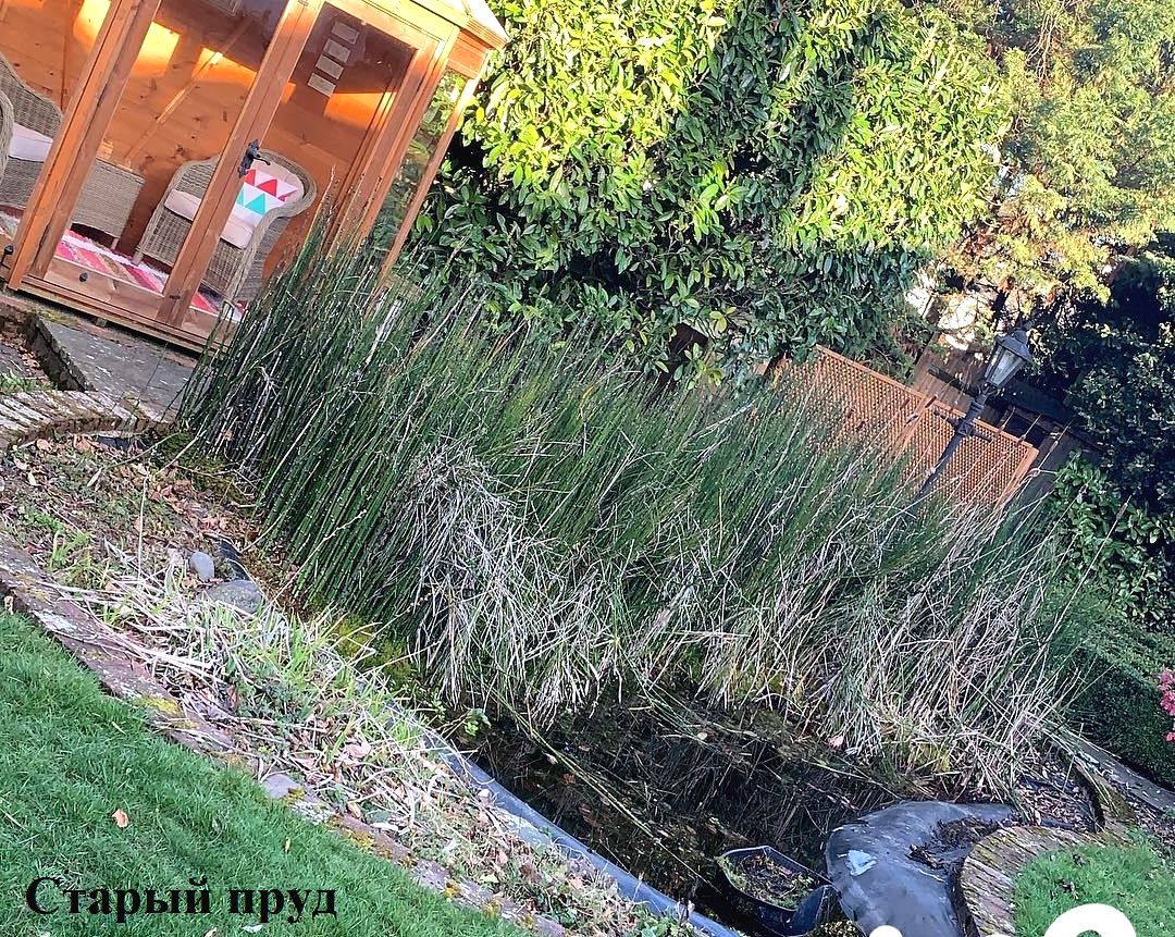 Как облагородить старый пруд - фото 18