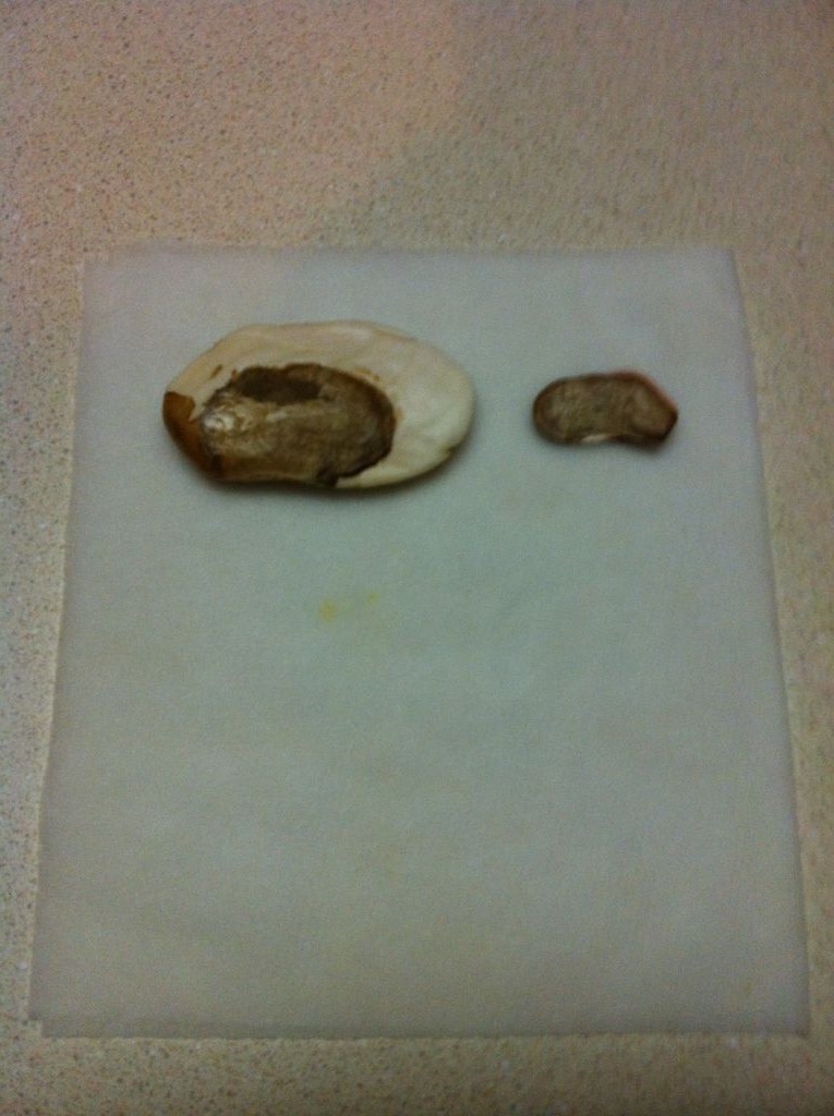 Как вырастить манговое дерево - фото 7