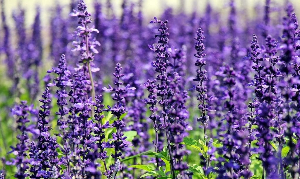 Выращивай полезные растения в своем саду - фото 5