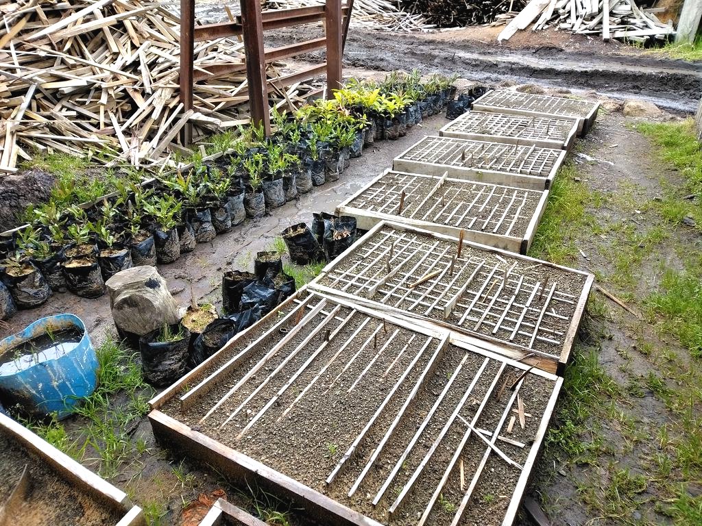 Как вырастить дерево макадамия из ореха? - фото 5