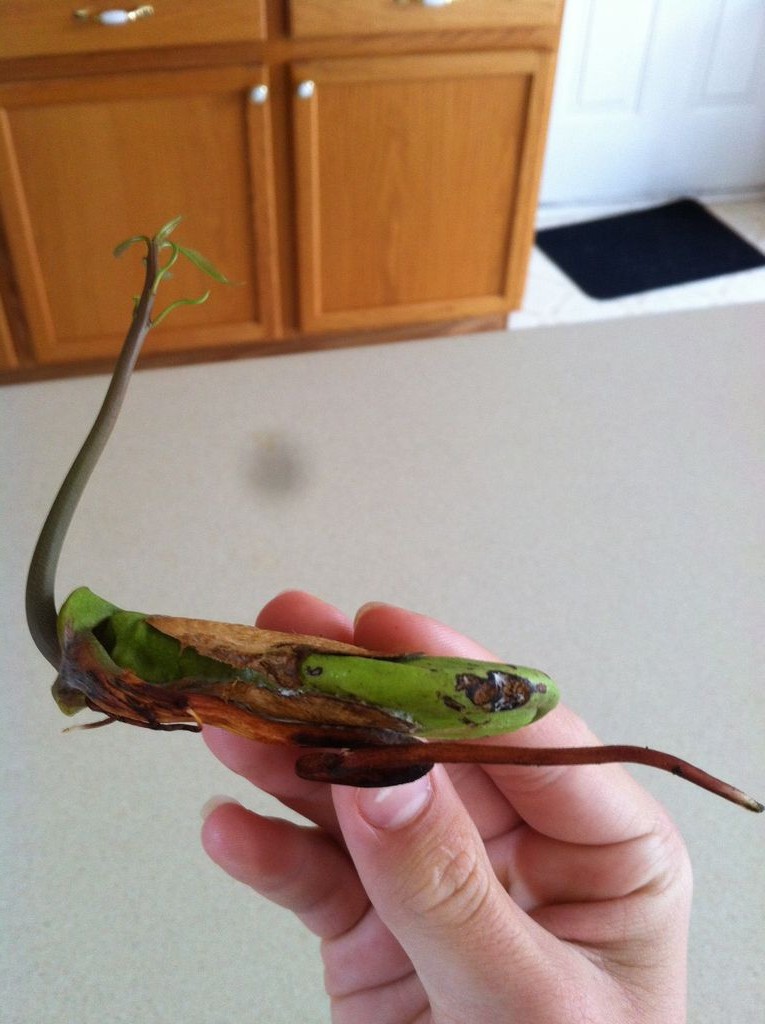 Как вырастить манговое дерево - фото 12