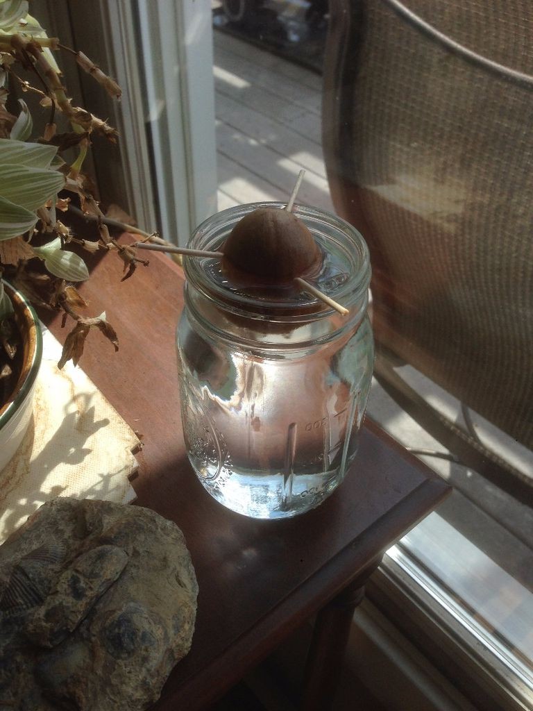 Выращивание авокадо из семян - фото 4