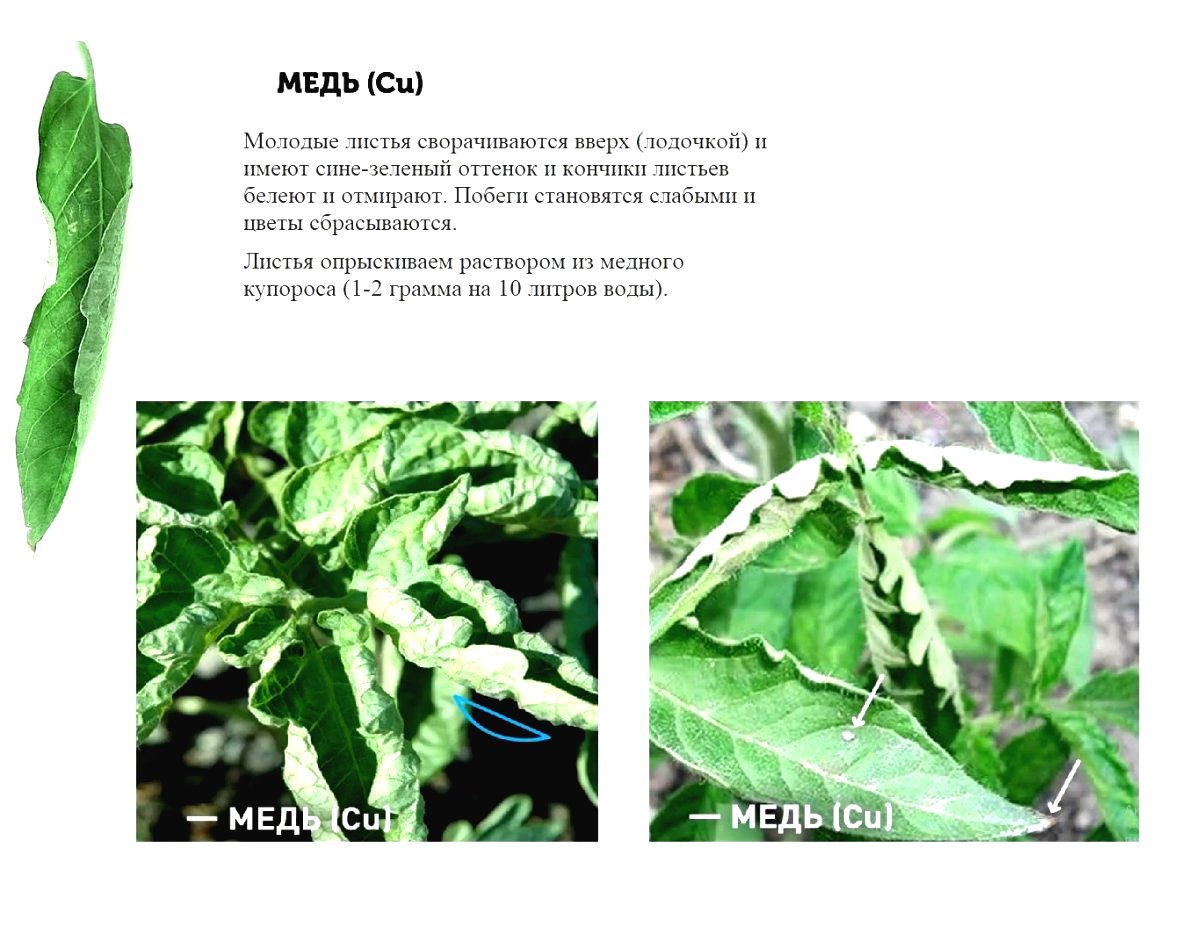 Почему скручиваются  или желтеют листья у рассады - фото 3