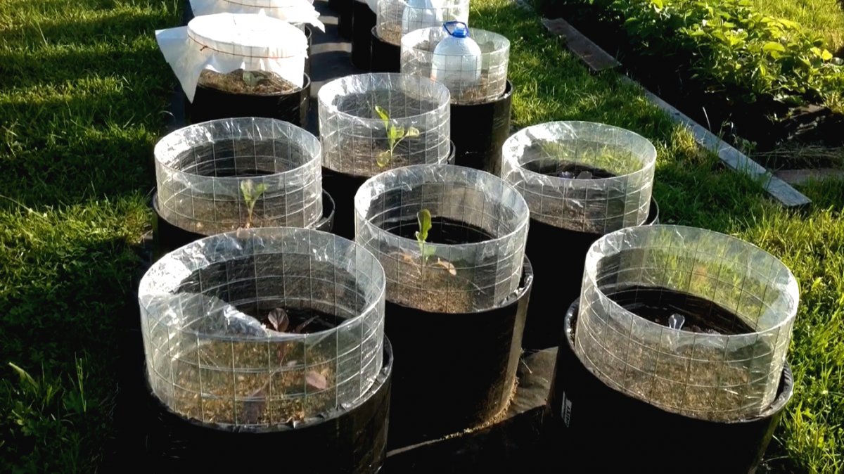 Выращиваем овощи и травы в мешках - фото 3