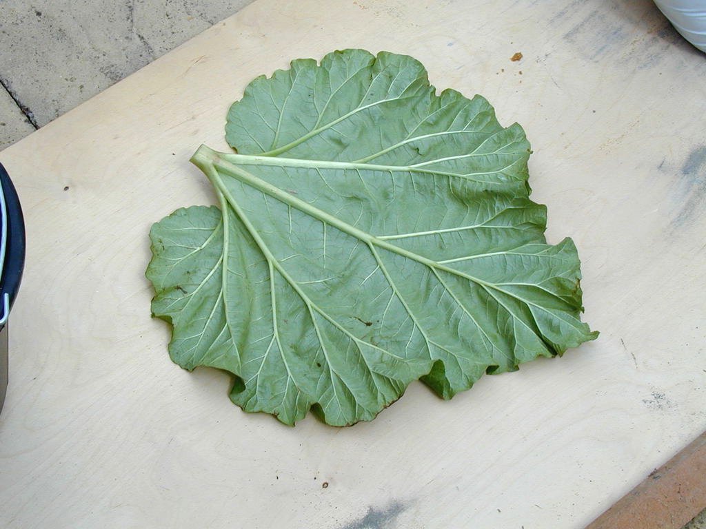 Декоративная дорожка для сада - фото 4