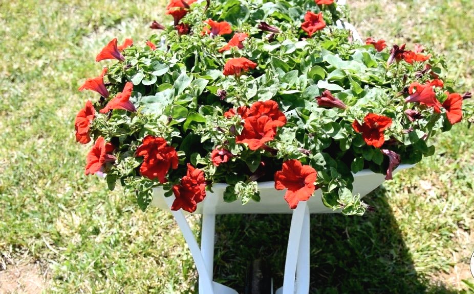 Превращаем старую и ржавую тачку в клумбу - фото 2