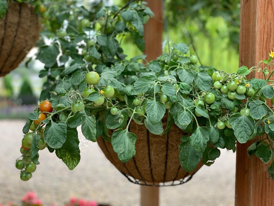 Выращиваем овощи необычным способом - фото 2