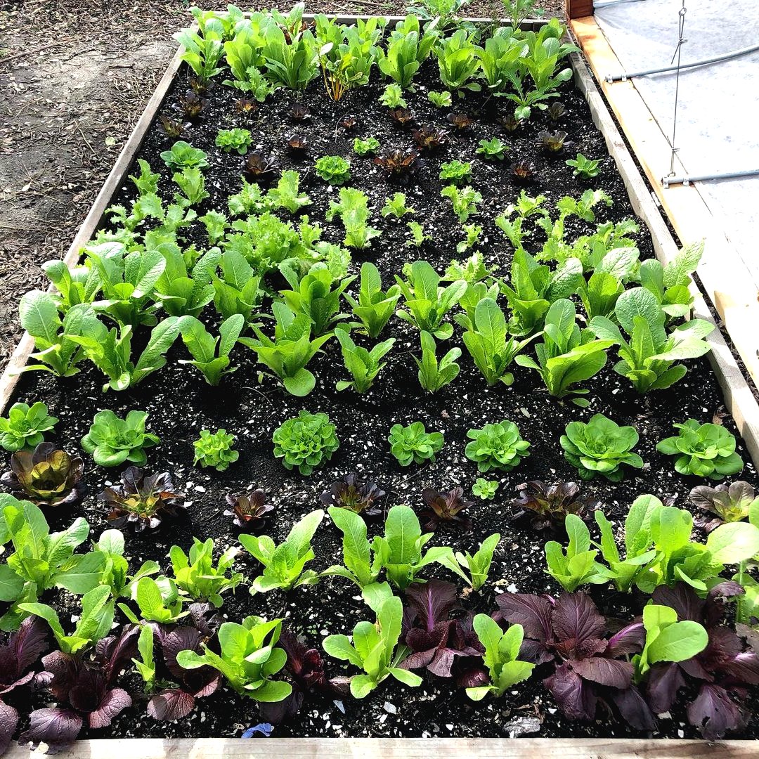 Парник из дерева и пластиковых труб. - фото 5