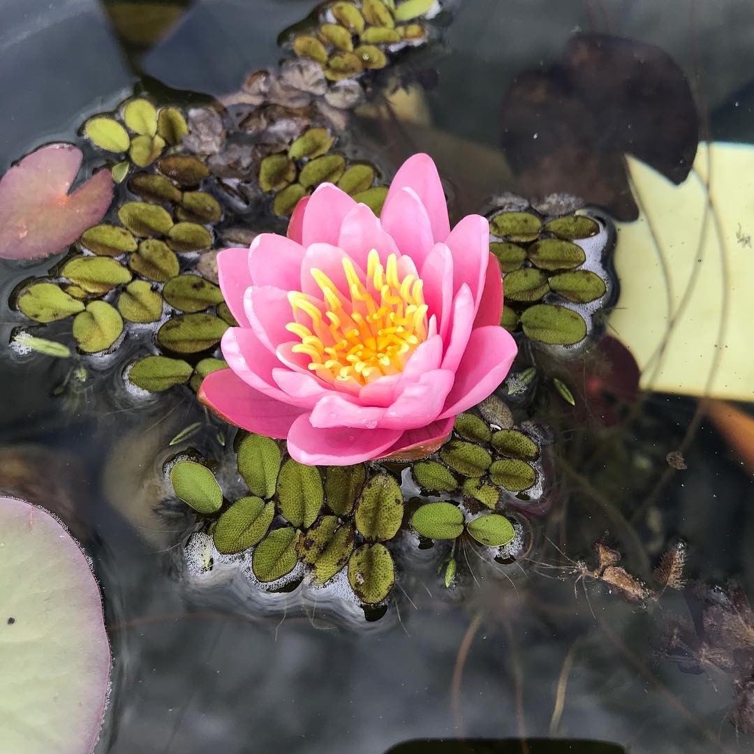 Пруд - фото 9