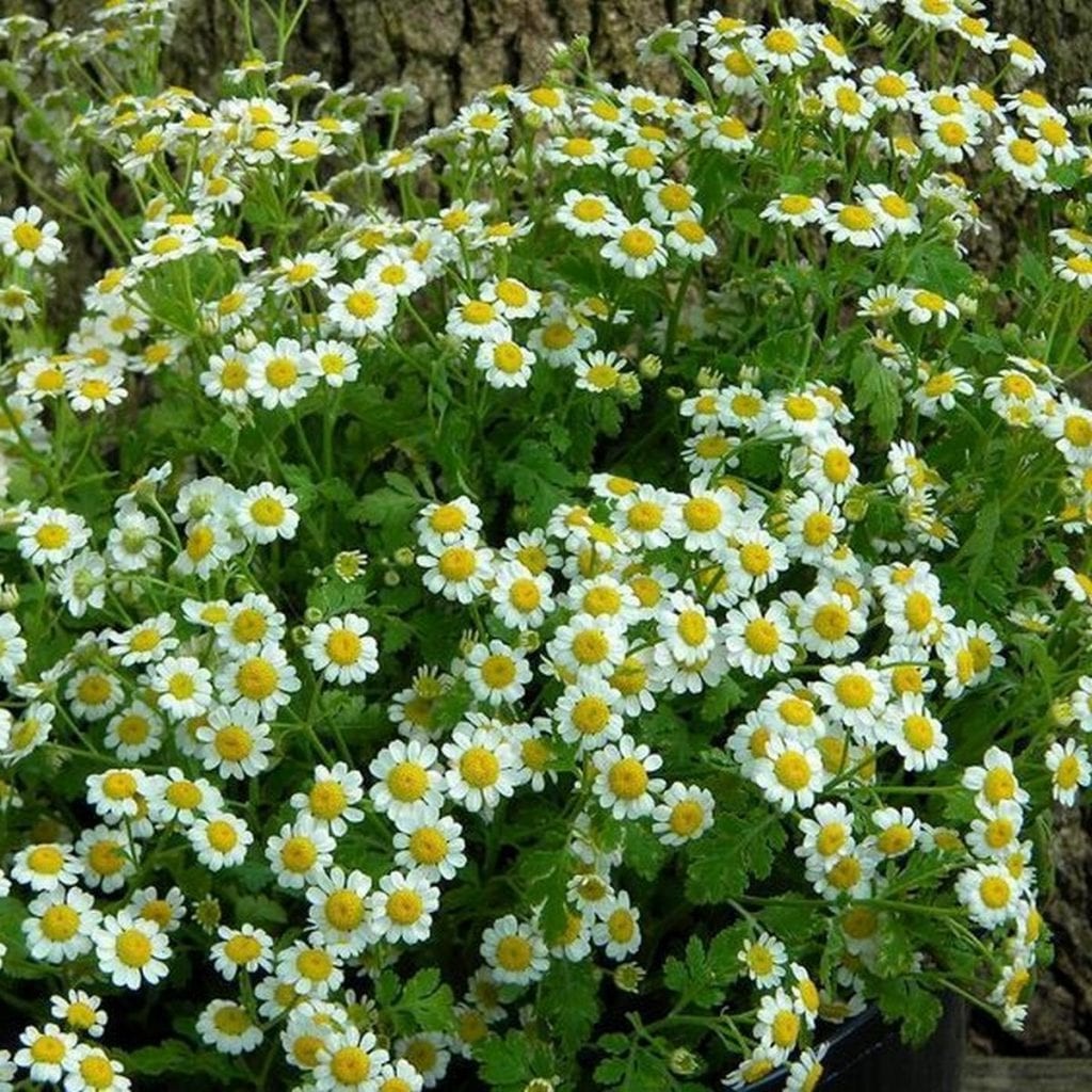 Выращивай полезные растения в своем саду - фото 4