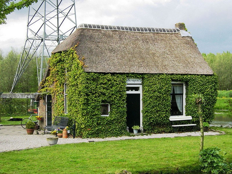 Озеленение фасада плющом - фото 2