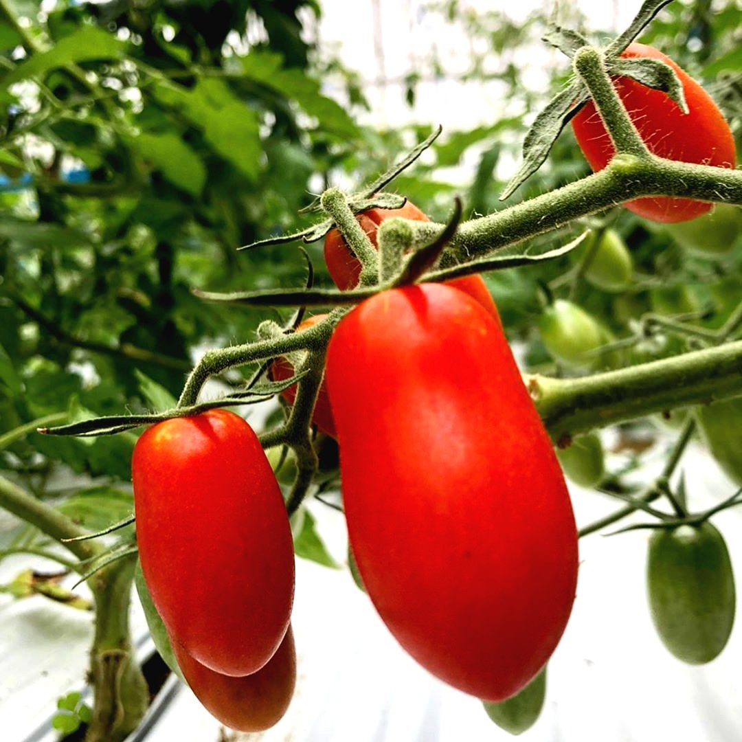 С этой подкормкой томаты будут вкусными и крупными - фото 2