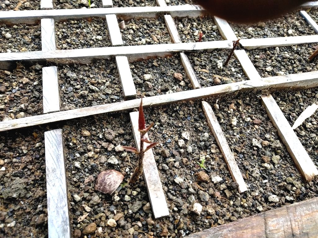 Как вырастить дерево макадамия из ореха? - фото 7