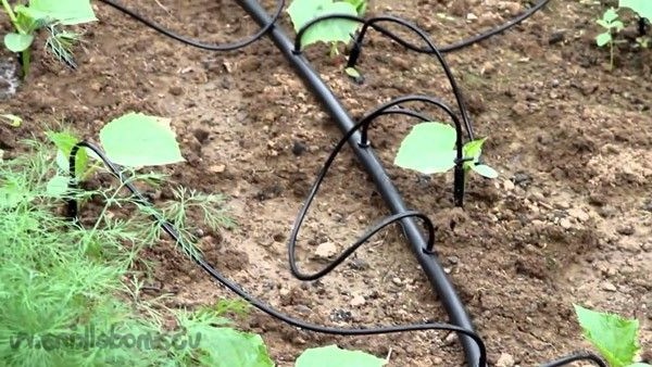Капельный полив - фото 4