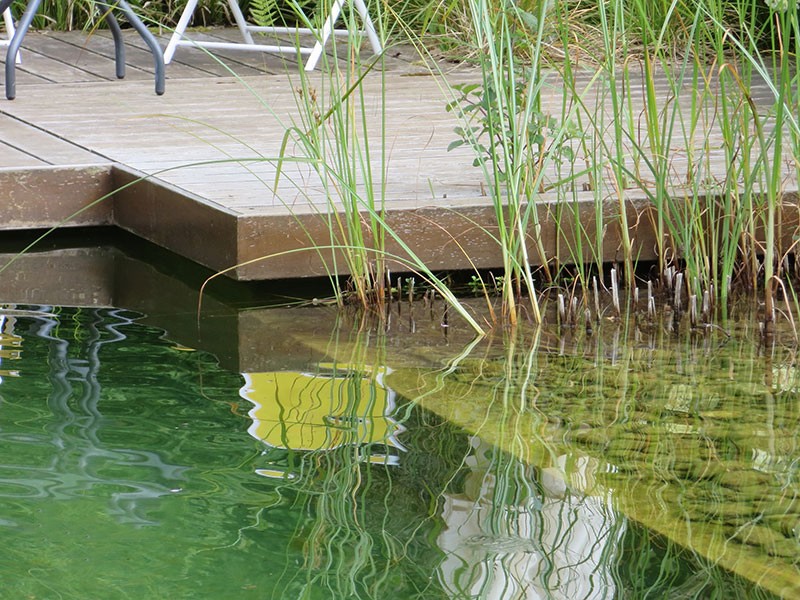 Естественный пруд - фото 10