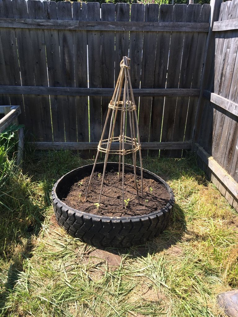 Выращиваем горох в автопокрышках - фото 9