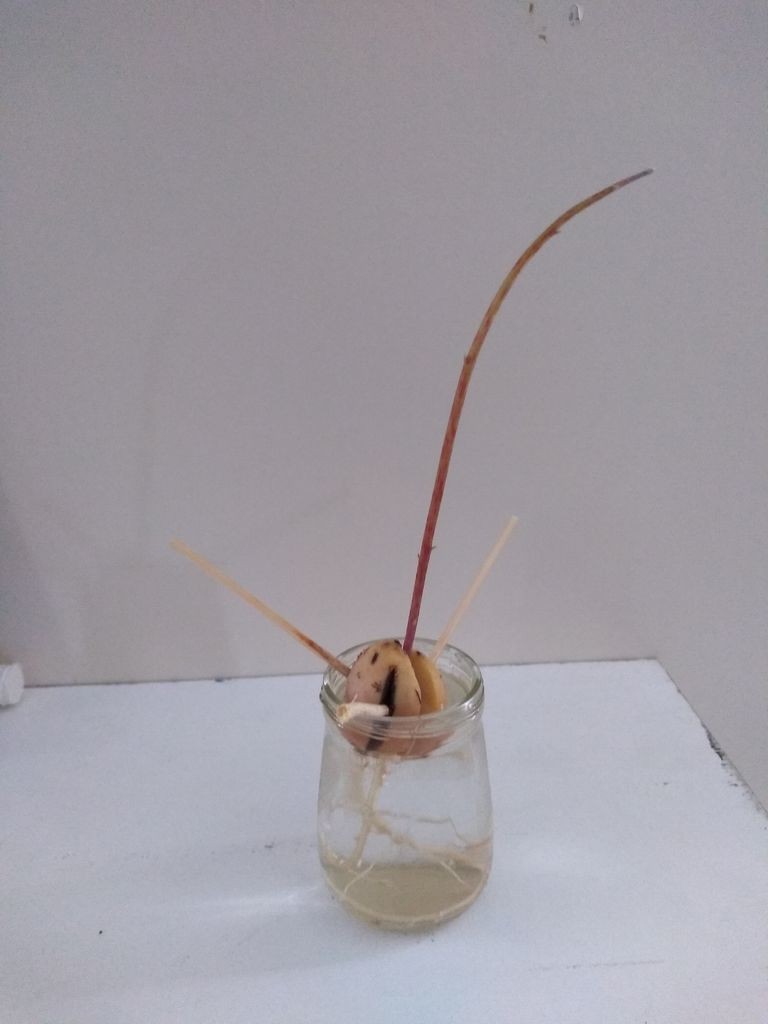 Выращивание авокадо из семян - фото 3