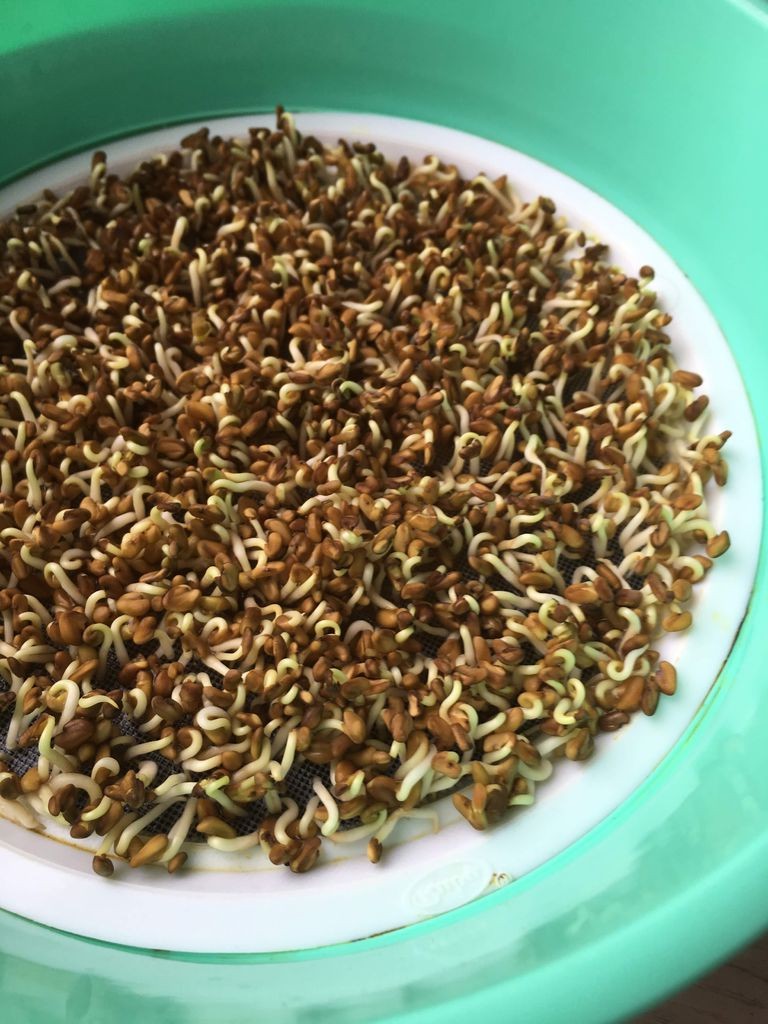 Гидропонный метод выращивания - фото 4