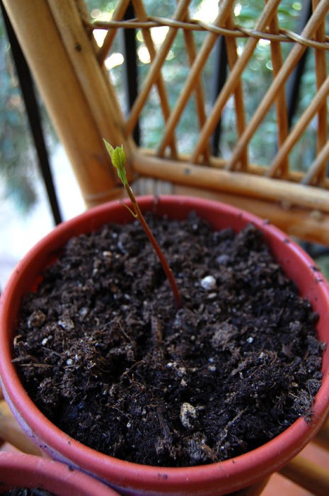 Выращивание авокадо из семян - фото 6