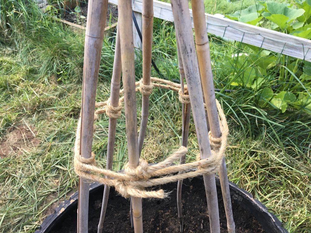 Выращиваем горох в автопокрышках - фото 8