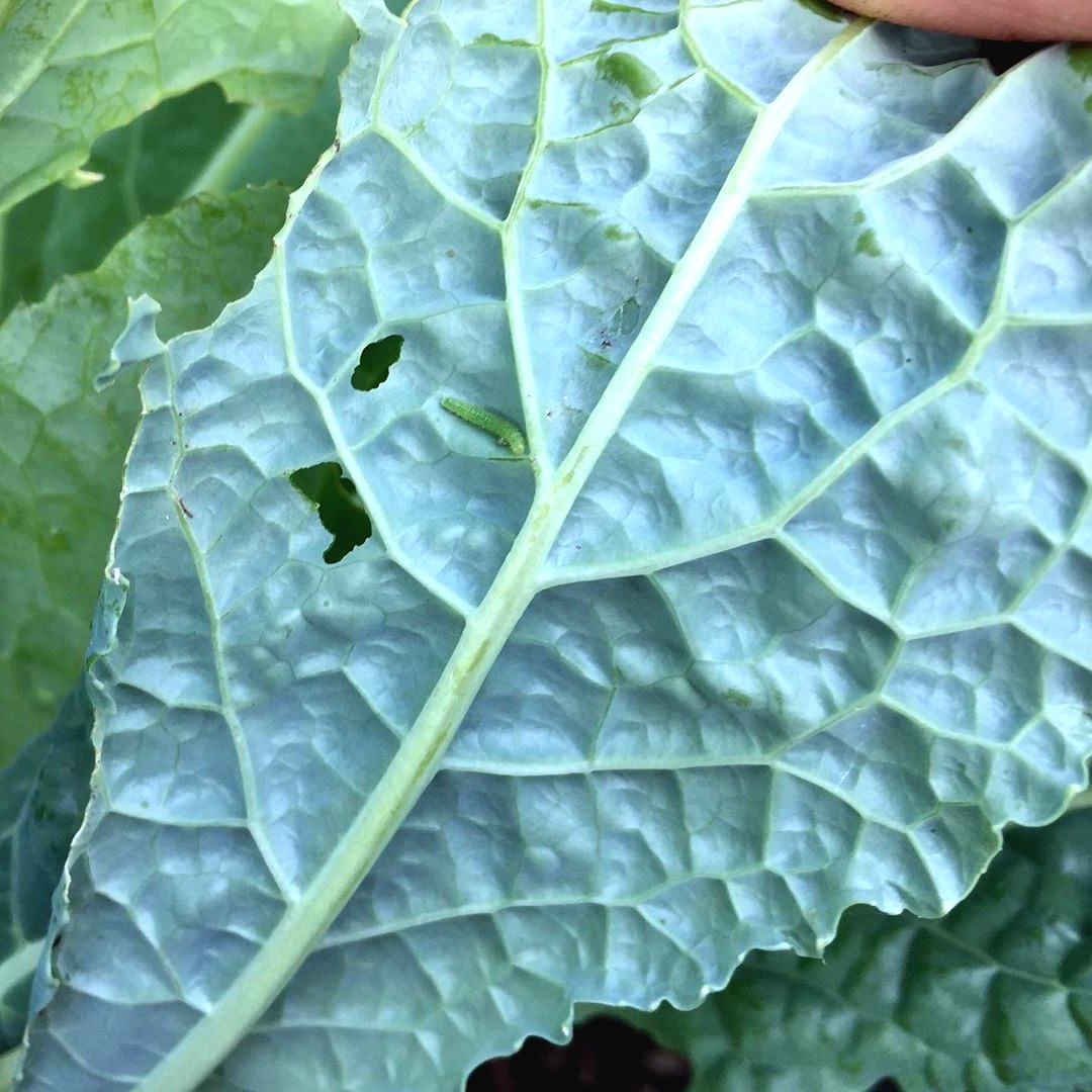 Что делать если гусеницы едят капусту? - фото 2