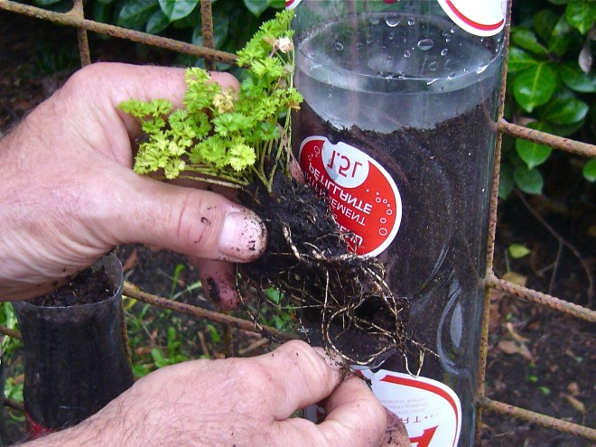 Вертикальный сад из пластиковых бутылок - фото 13