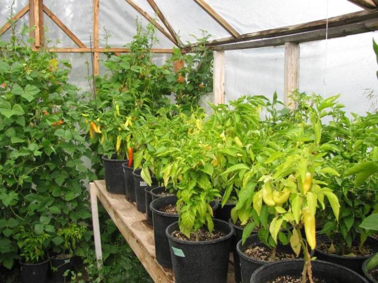 Простая теплица из дерева и полиэтилена  - фото 10